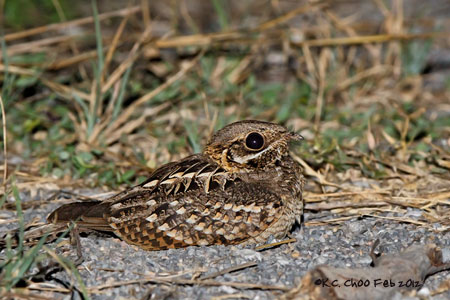 Indian Nightjar