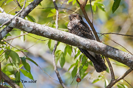 Large-tailed Nightjar