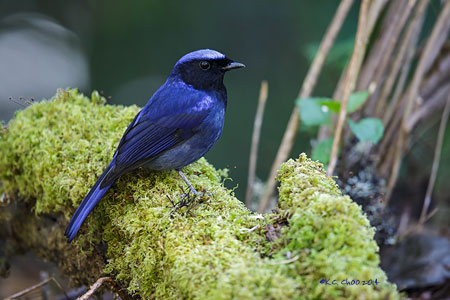 Large Niltava