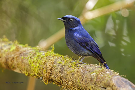Large Niltava