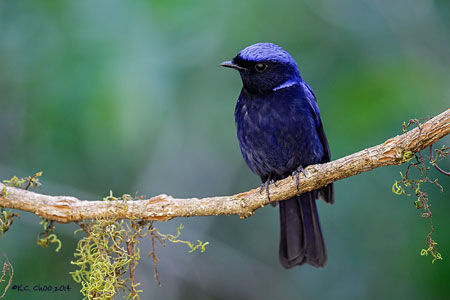 Large Niltava
