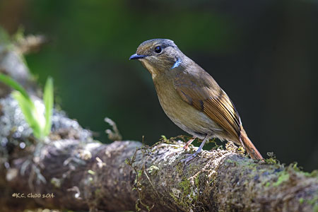 Large Niltava