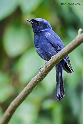 Large Niltava