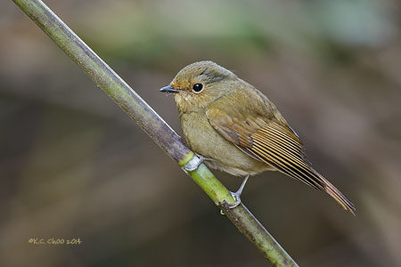 Rufous-bellied Niltava