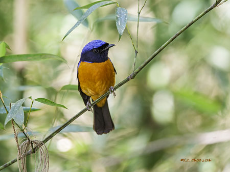 Rufous-bellied Niltava