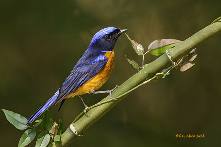 Rufous-bellied Niltava