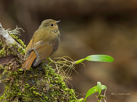 Rufous-bellied Niltava