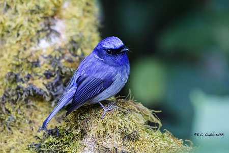Small Niltava