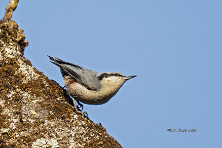 Chestnut-vented Nuthatch