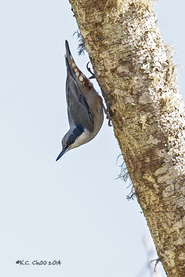 Chestnut-vented Nuthatch