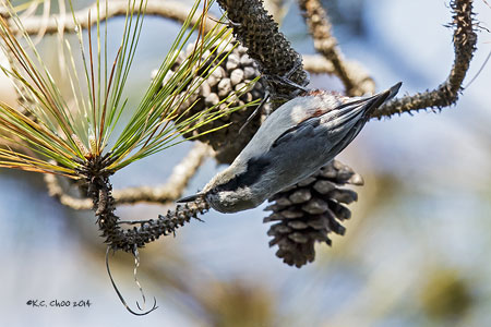 Chestnut-vented Nuthatch