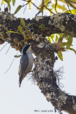 Giant Nuthatch
