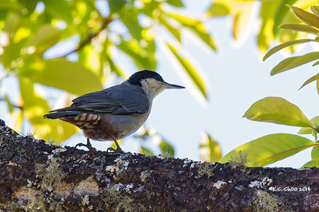 Giant Nuthatch