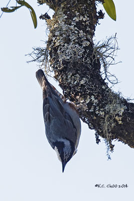 Giant Nuthatch