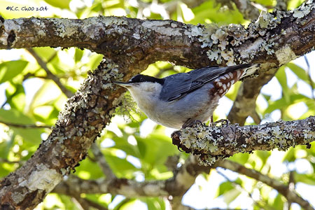 Giant Nuthatch