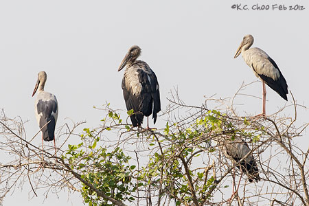 Asian Openbill