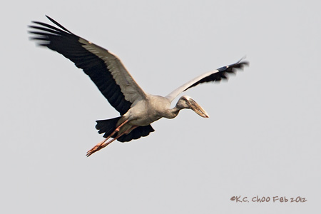 Asian Openbill
