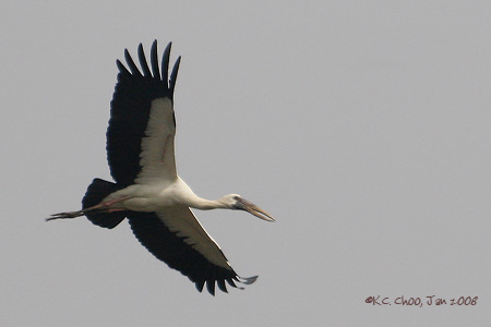 Asian Openbill