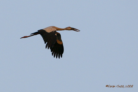Asian Openbill