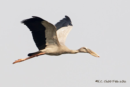 Asian Openbill