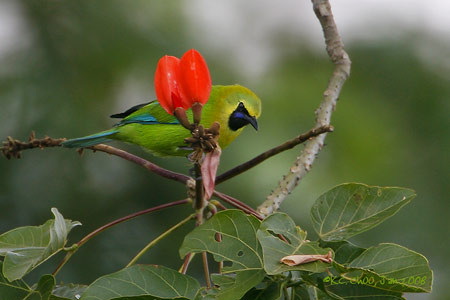 Orange-bellied Leafbird