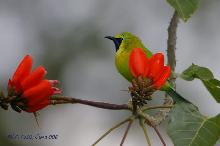 Orange-bellied Leafbird