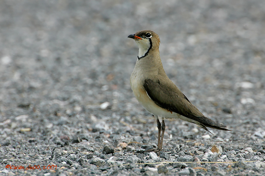 Oriental Pratincole