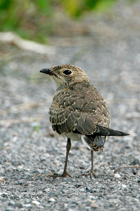 Oriental Pratincole