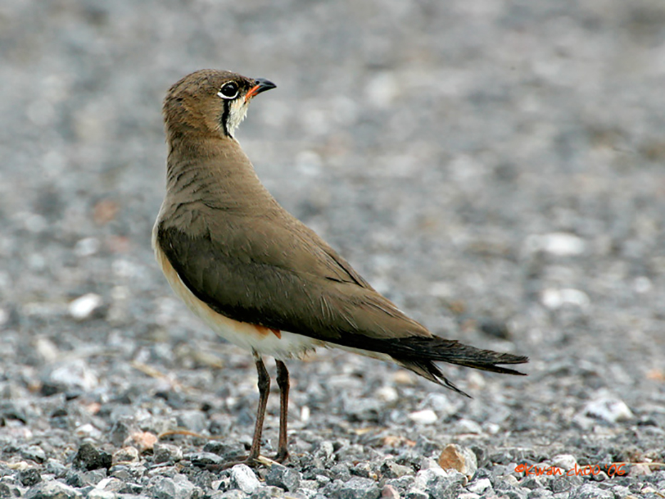 Oriental Pratincole
