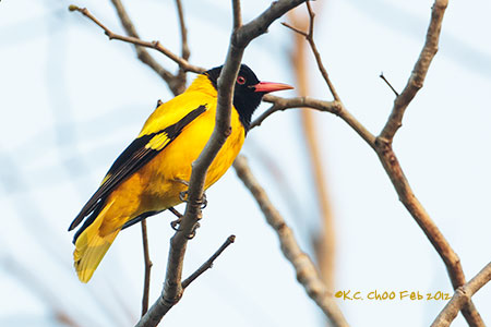 Black-hooded Oriole