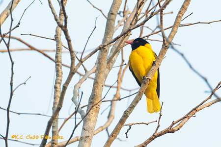 Black-hooded Oriole