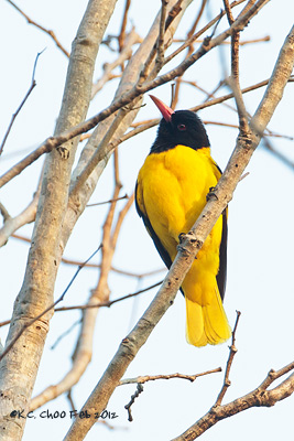 Black-hooded Oriole