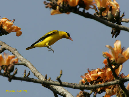 Black-naped Oriole