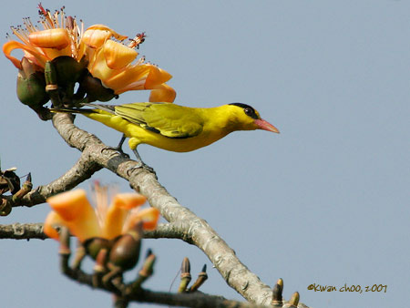 Black-naped Oriole