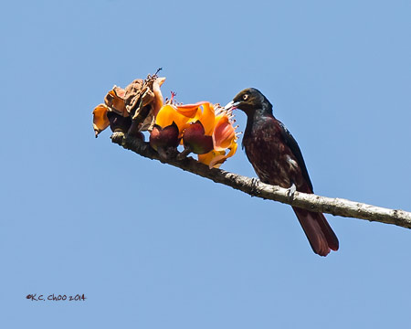 Maroon Oriole