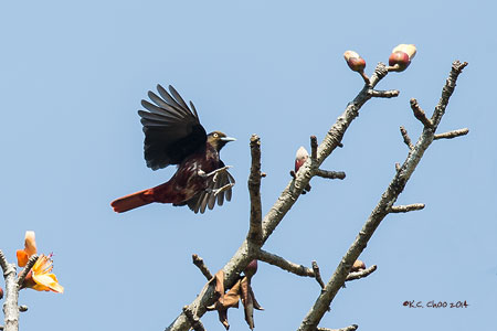 Maroon Oriole