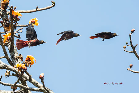Maroon Oriole