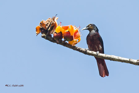 Maroon Oriole
