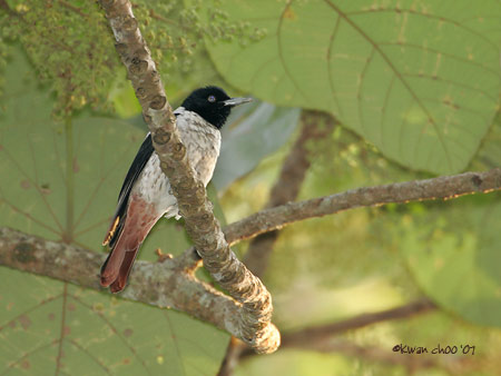 Silver Oriole