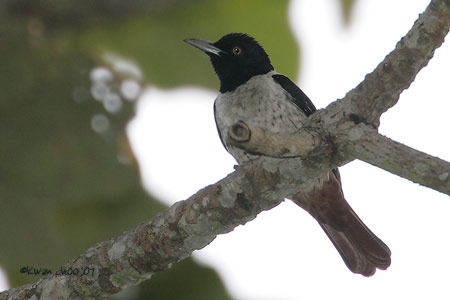 Silver Oriole
