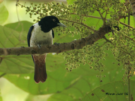 Silver Oriole