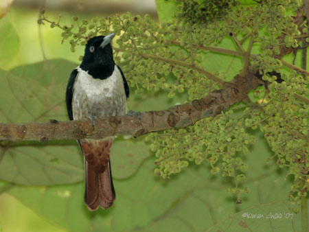 Silver Oriole