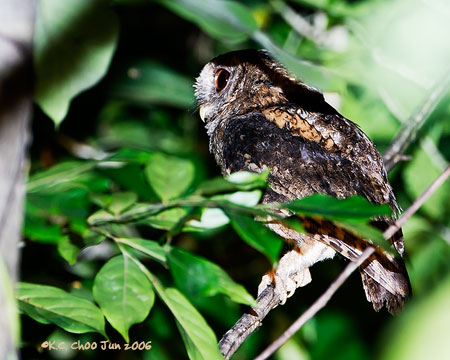 Oriental Scops Owl
