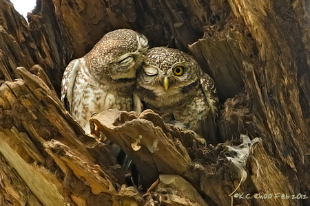 Spotted Owlet