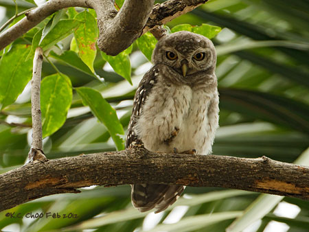 Spotted Owlet