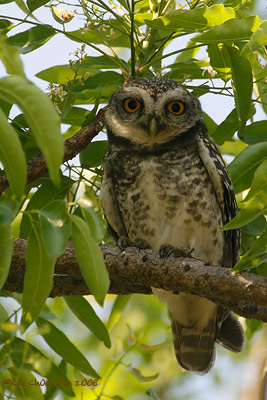 Spotted Owlet