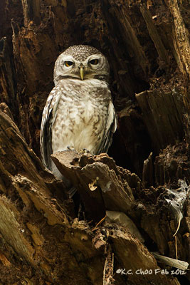 Spotted Owlet