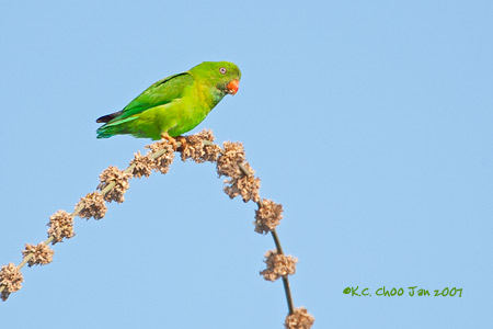 Vernal Hanging Parrot