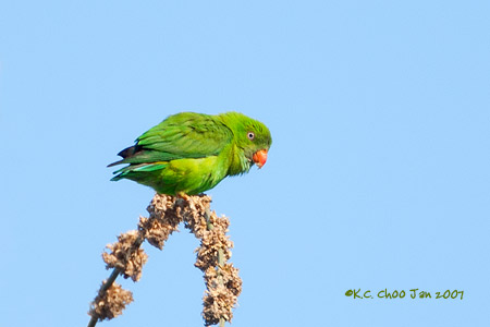 Vernal Hanging Parrot