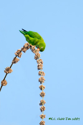 Vernal Hanging Parrot